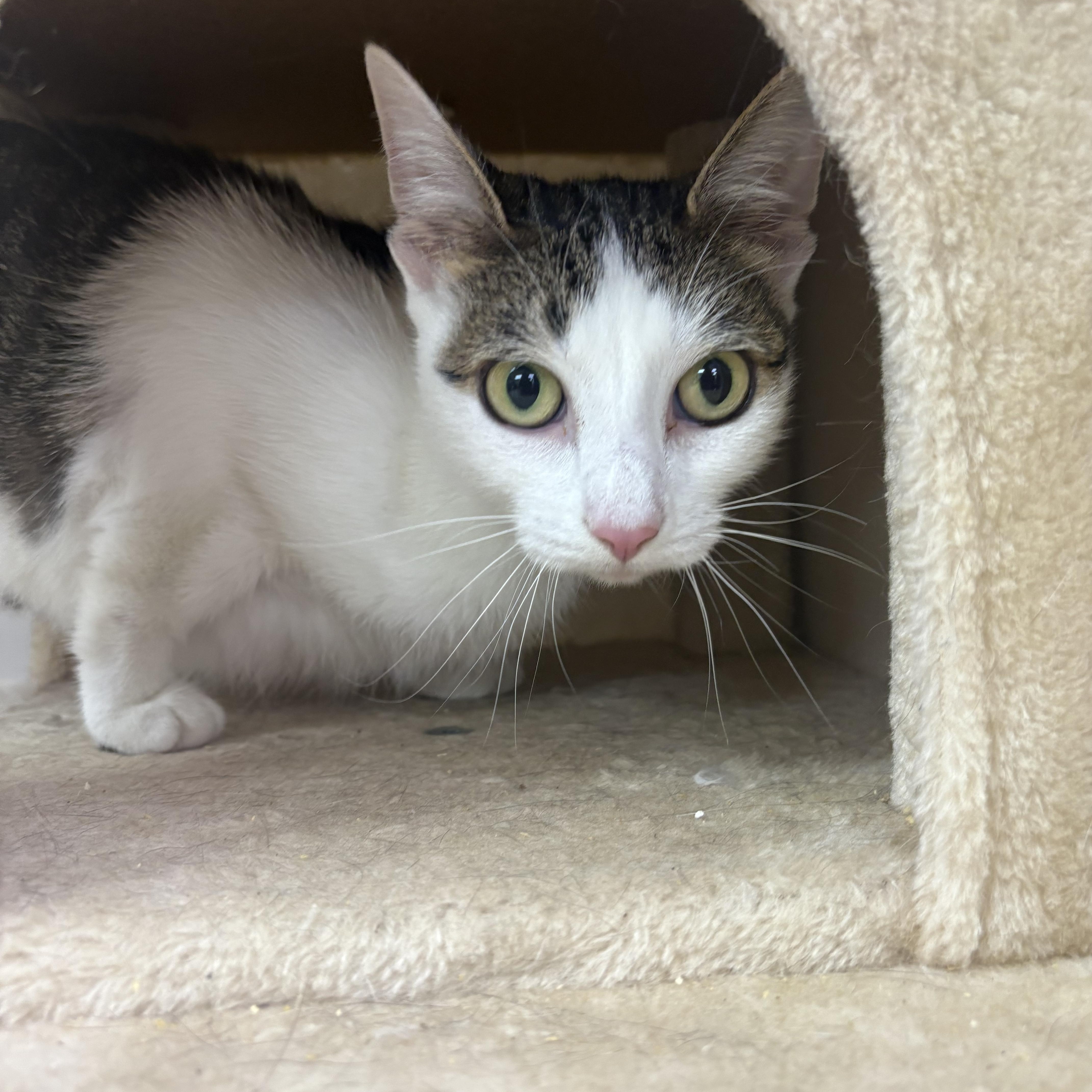 An adult medium-sized female Domestic Short Hair cat named Sully for adoption in Blue Springs, MO