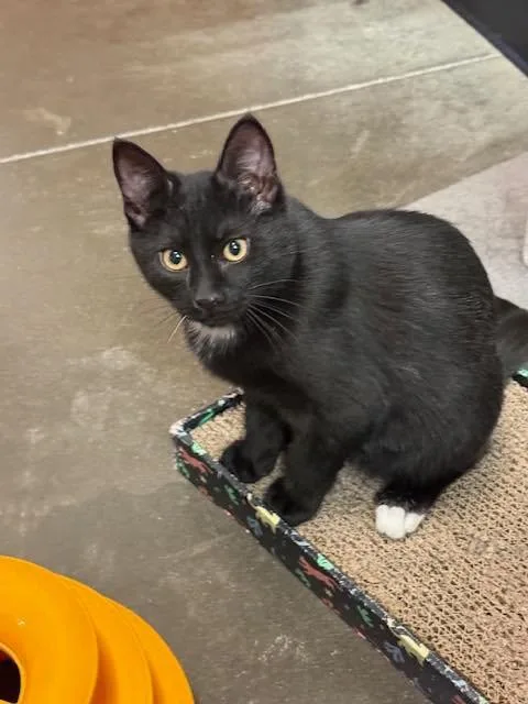 A baby small-sized male Tuxedo cat named Baron for adoption in Capshaw, AL