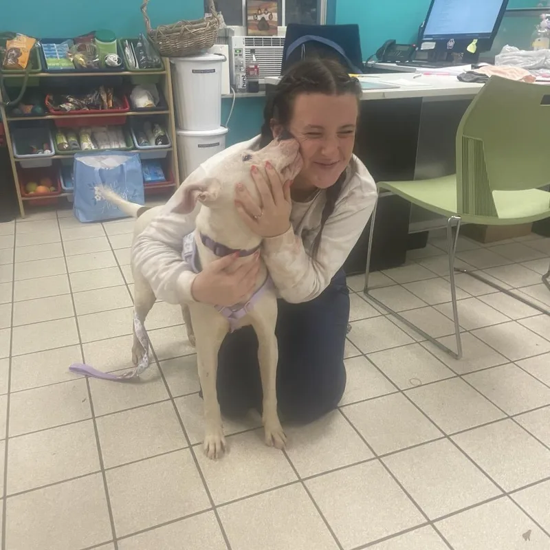 An adult medium-sized female White / Cream Mixed Breed dog named Violet for adoption in Charleston, WV