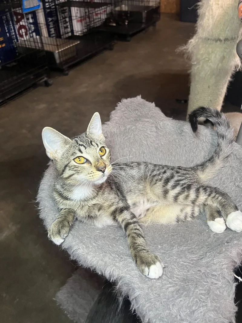 A young medium-sized male Domestic Short Hair cat named Captain for adoption in Hammond, LA