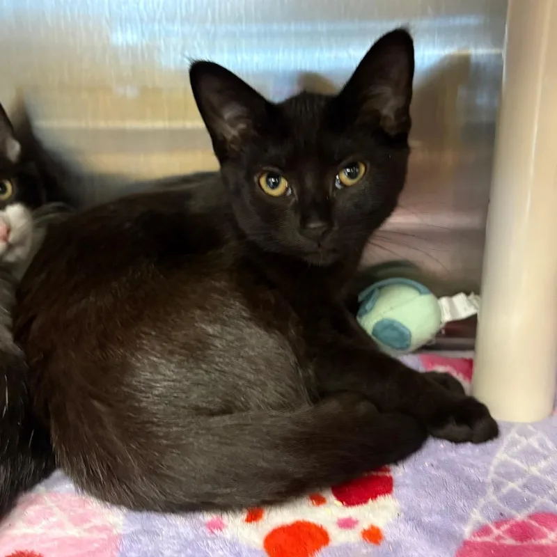 A baby small-sized female Black Domestic Short Hair cat named Nos for adoption in Keizer, OR