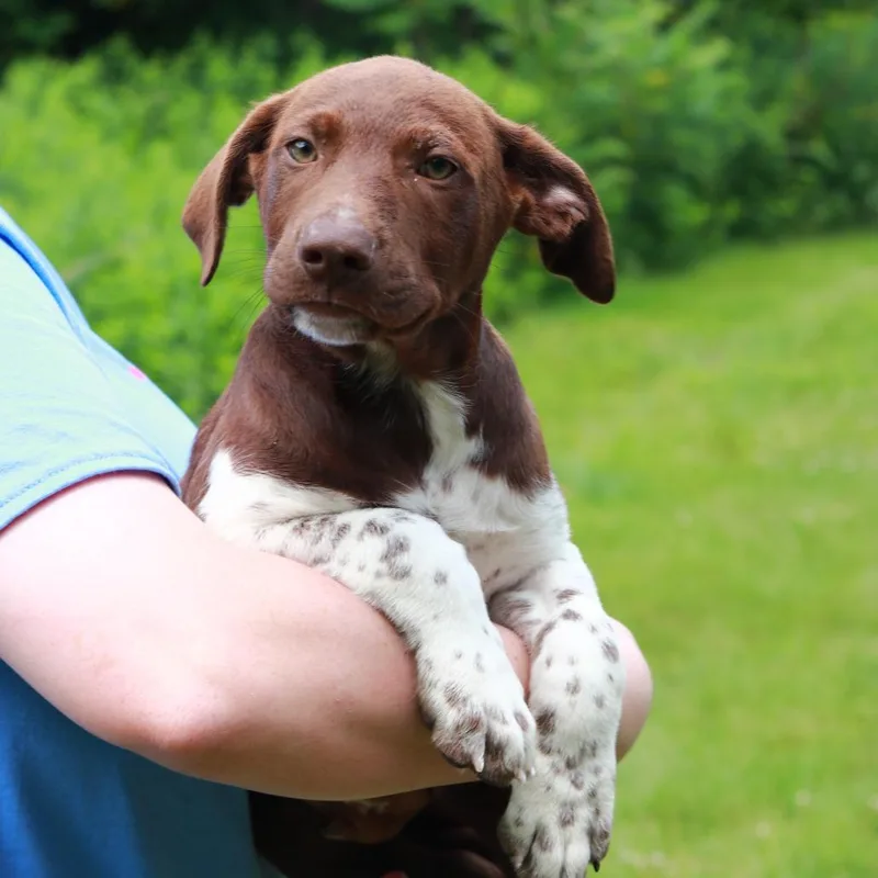 A baby medium-sized male Brown / Chocolate Labrador Retriever dog named CT Vuitton for adoption in Eastford, CT