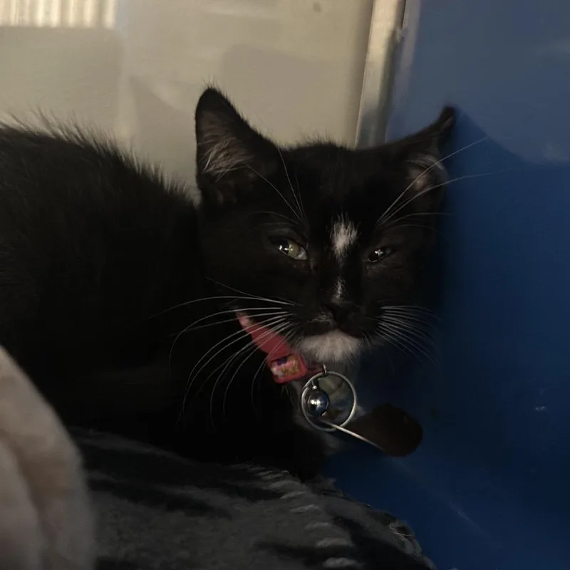 A baby small-sized female Black Domestic Short Hair cat named H Kuromi for adoption in Port Washington, NY
