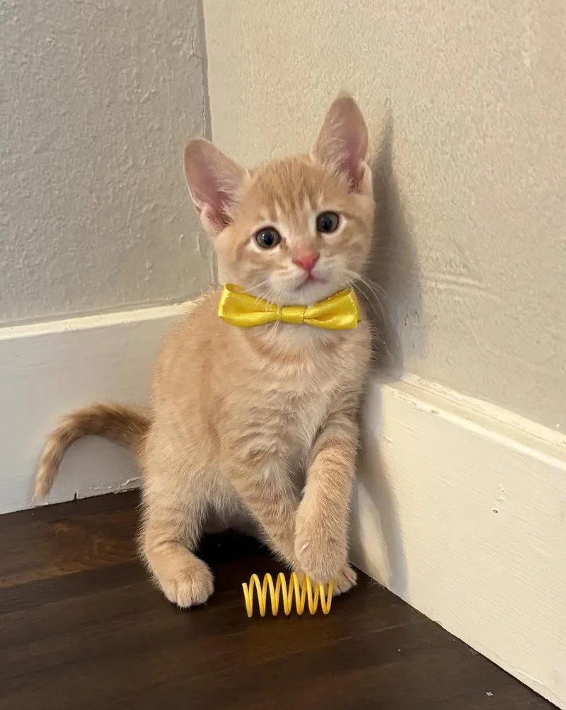 King Queso Bonded Wprince