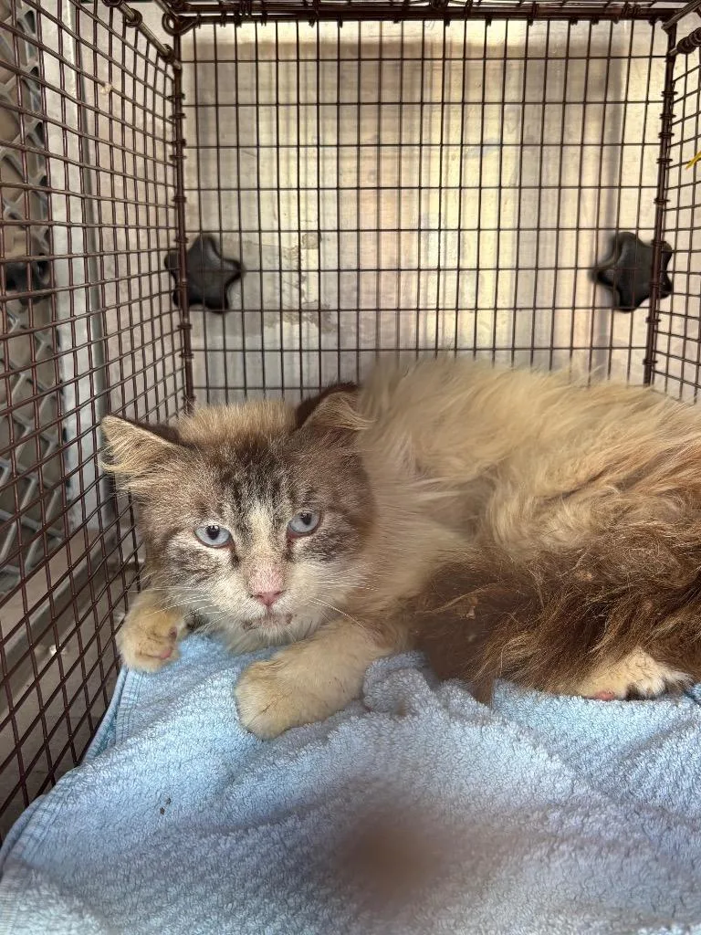 A young small-sized male Siamese cat named Effie for adoption in New Braunfels, TX
