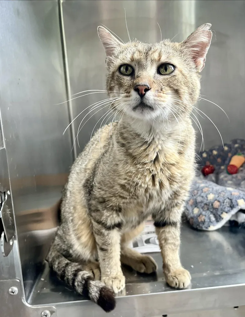 An adult medium-sized male Tabby (Brown / Chocolate) Domestic Short Hair cat named Cowboy for adoption in Seville, OH