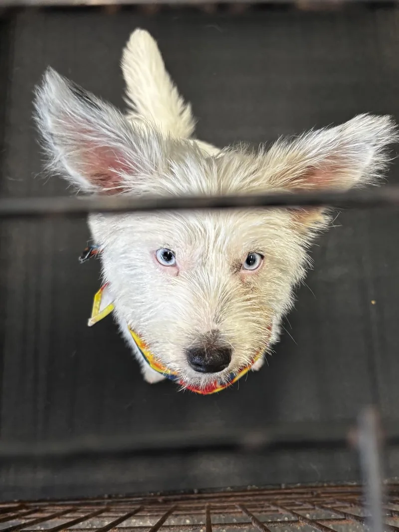 A baby small-sized female White / Cream West Highland White Terrier / Westie dog named Blanche for adoption in Cordova, TN