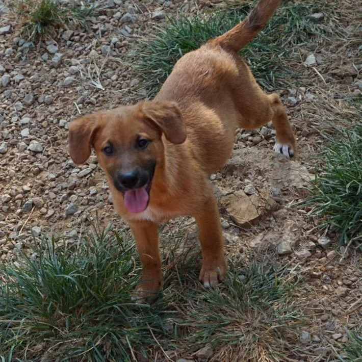A baby medium-sized female Belgian Shepherd / Malinois dog named Maki for adoption in Duck River, TN