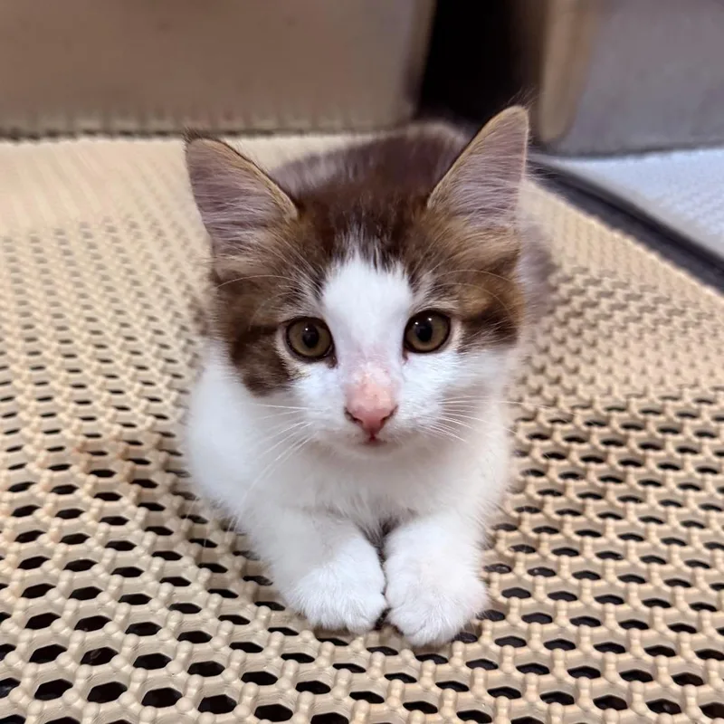 A baby small-sized male Gray / Blue / Silver Domestic Short Hair cat named Summer Crock for adoption in Eagle Mountain, UT