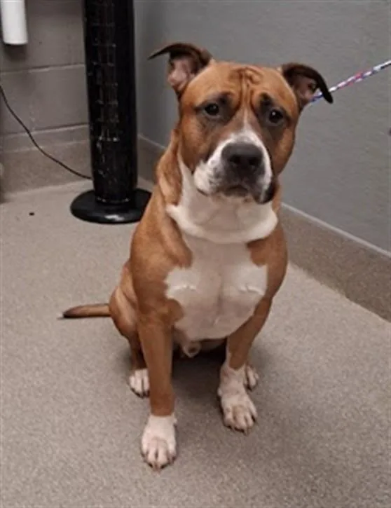 A young large-sized male Pit Bull Terrier dog named Zeus for adoption in Las Vegas, NV