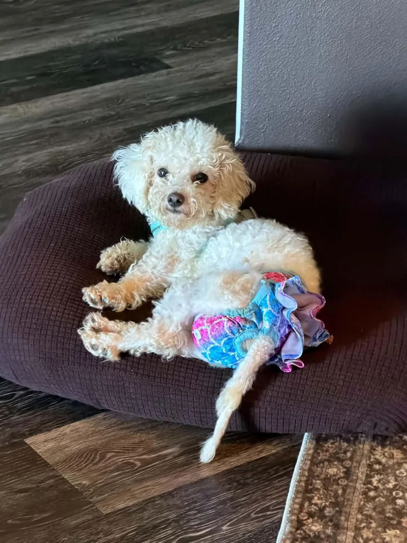 An adult small-sized female Maltipoo dog named Lola for adoption in Cedar Rapids, IA
