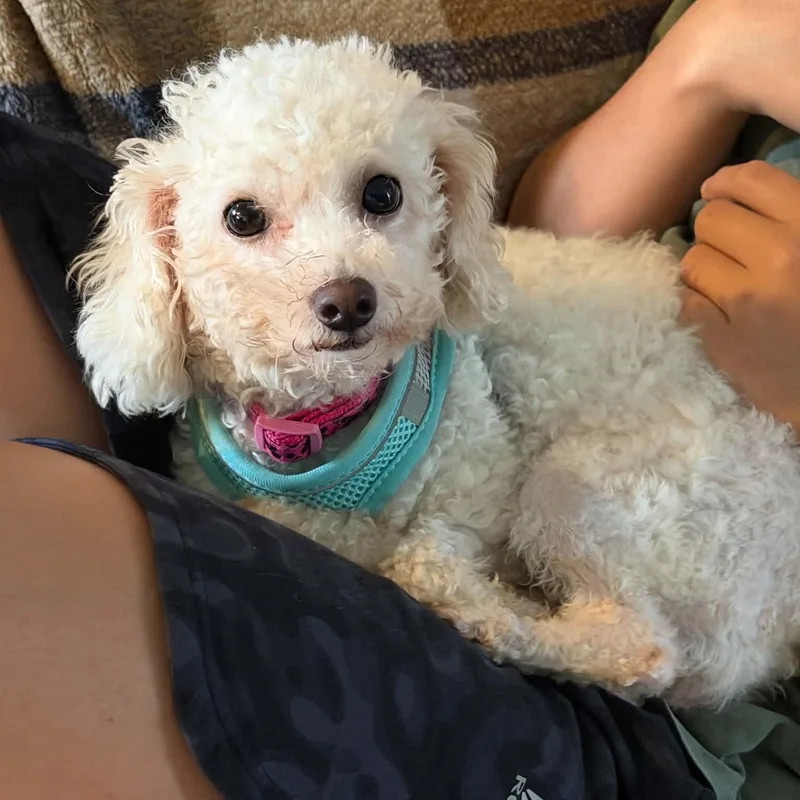 Lola thumbnail 3