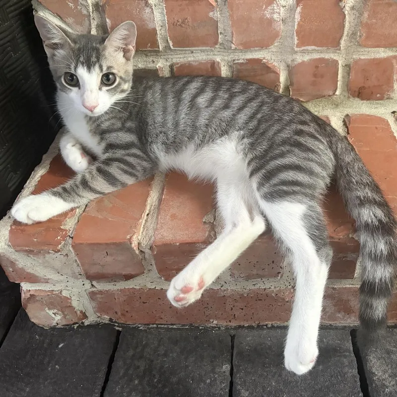 A baby medium-sized male Gray / Blue / Silver Domestic Short Hair cat named Henry Francis for adoption in Houston, TX