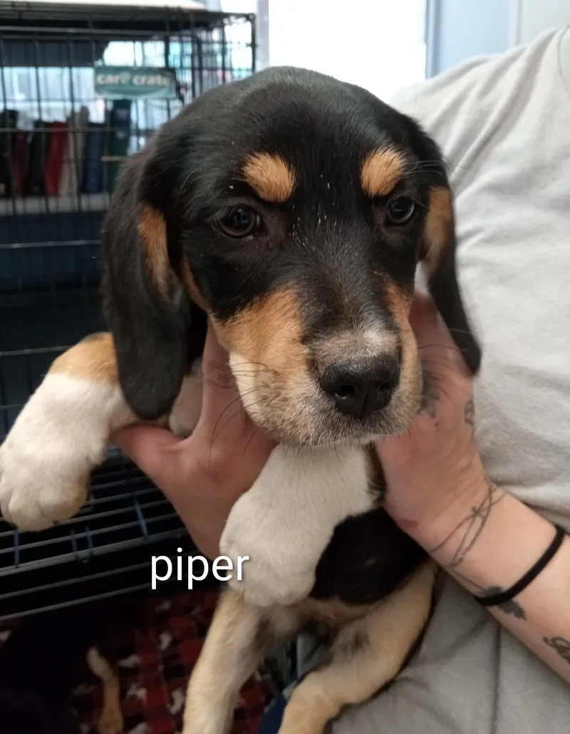 Piper