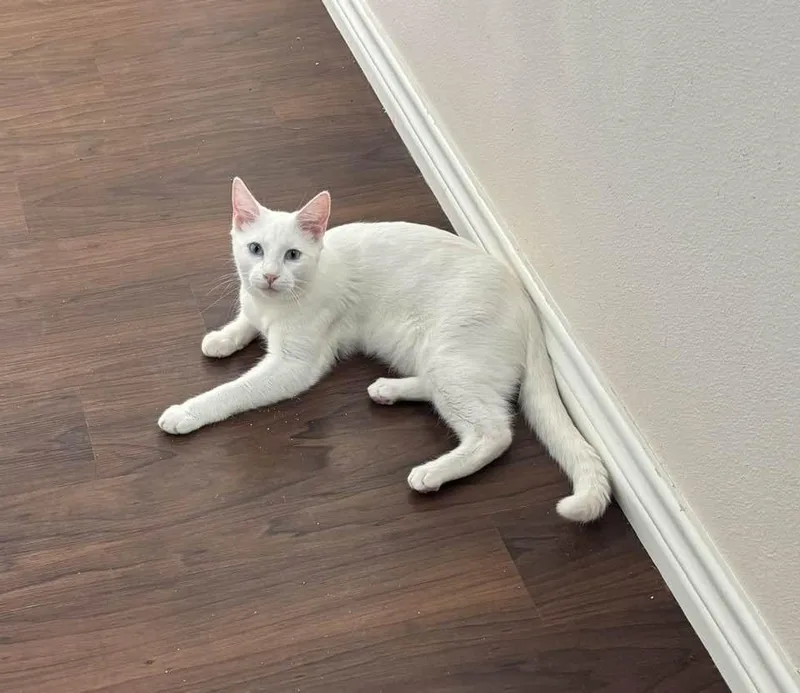 A young medium-sized male White Domestic Short Hair cat named Kadir for adoption in Snyder, TX