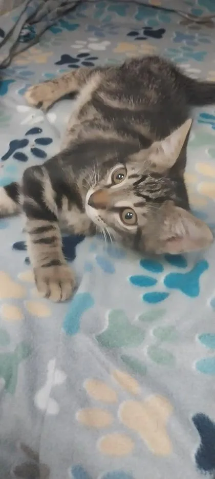 A baby small-sized male Domestic Short Hair cat named Dash for adoption in North Miami Beach, FL