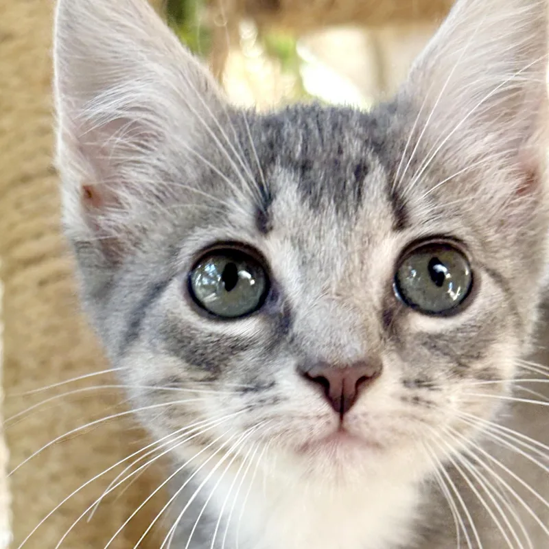 A baby medium-sized female Tabby (Gray / Blue / Silver) Domestic Short Hair cat named Zelda for adoption in Bulverde, TX