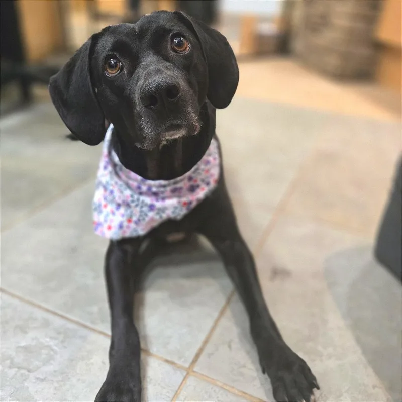 An adult medium-sized female Black Mixed Breed dog named Aura for adoption in Chattanooga, TN