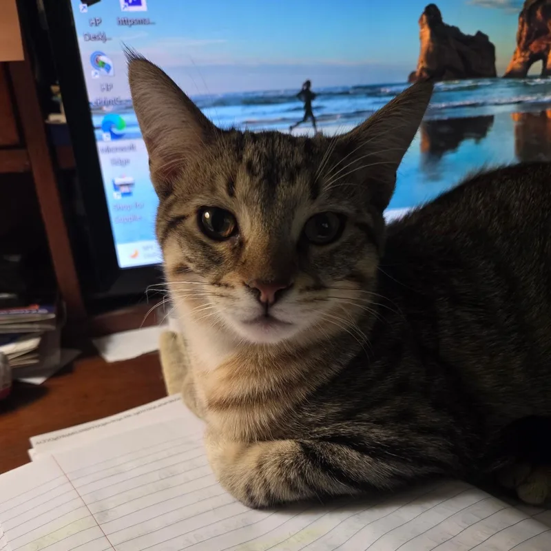 A baby medium-sized male Domestic Short Hair cat named Einstein for adoption in Farmington, MN