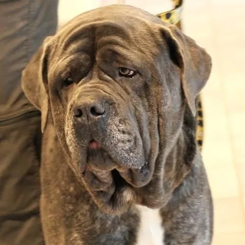 An adult extra large-sized male Brindle Mastiff dog named Tito for adoption in Fredericksburg, VA