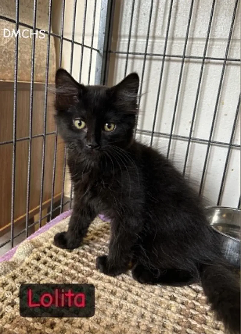 A baby small-sized female Black Domestic Long Hair cat named Lolita for adoption in Burlington, IA