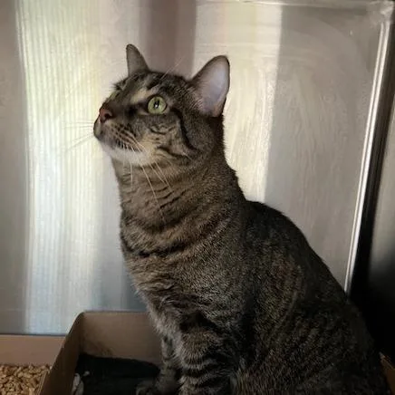 An adult large-sized male Brown / Chocolate Domestic Short Hair cat named Teddy for adoption in La Grange, KY