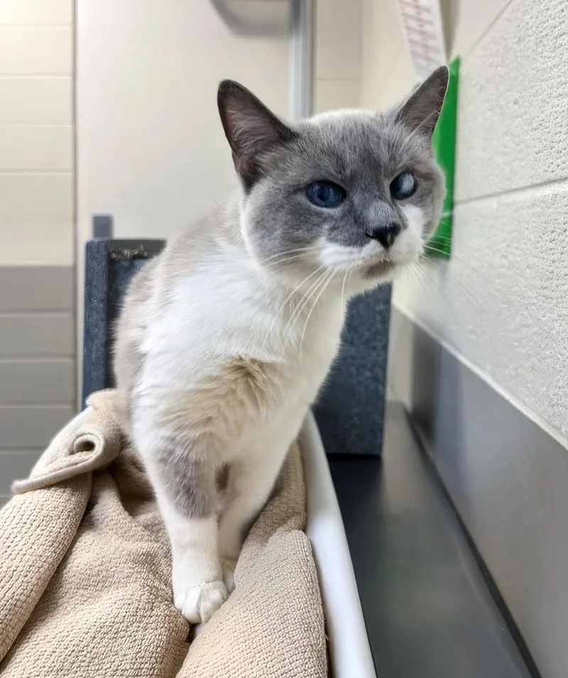An adult medium-sized female Gray & White Domestic Medium Hair cat named Cassandra for adoption in Nashville, TN