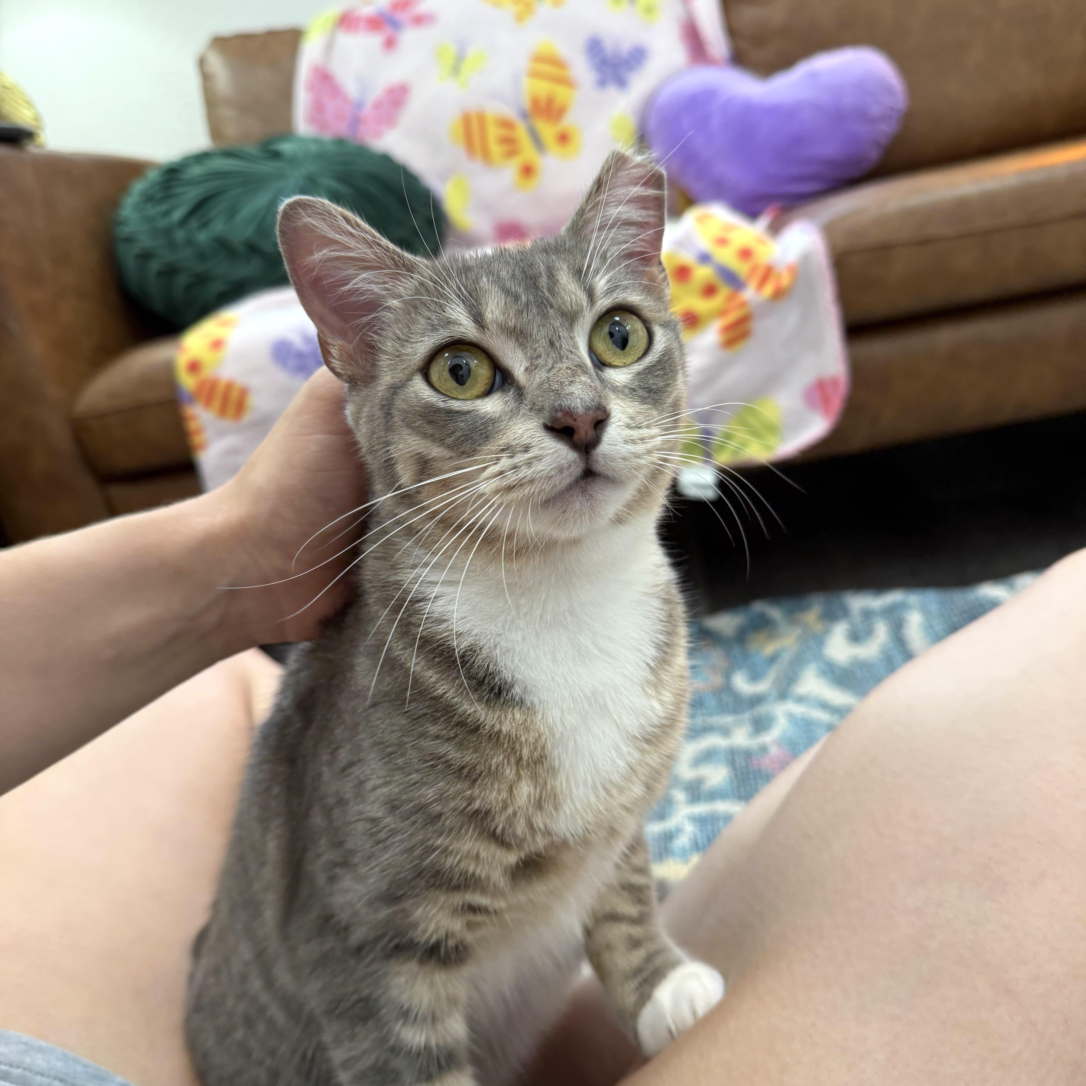 An adult medium-sized female Tabby (Gray / Blue / Silver) Tabby cat named Angeli Merary for adoption in Friendswood, TX