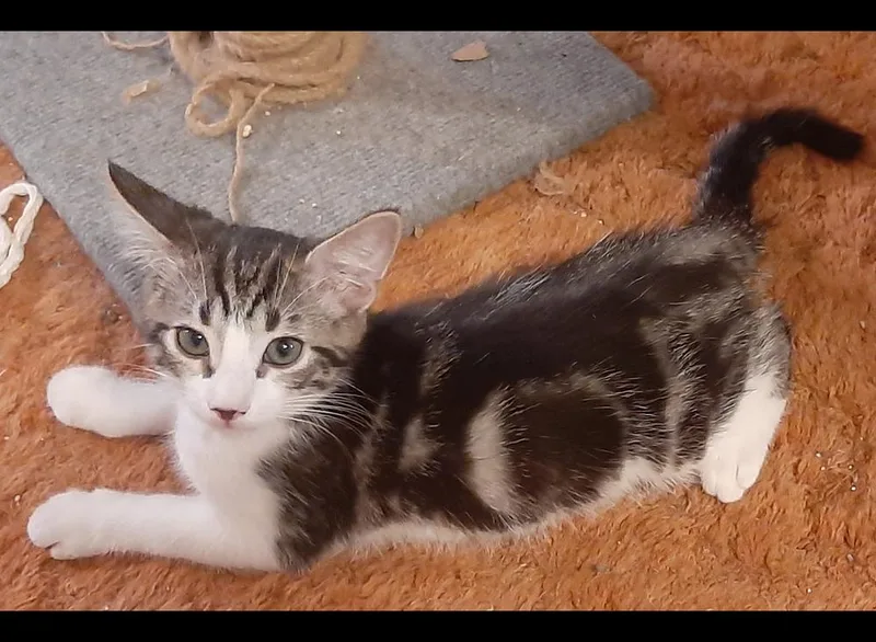 A baby medium-sized male Gray / Blue / Silver Tabby cat named Ed for adoption in Redlands, CA