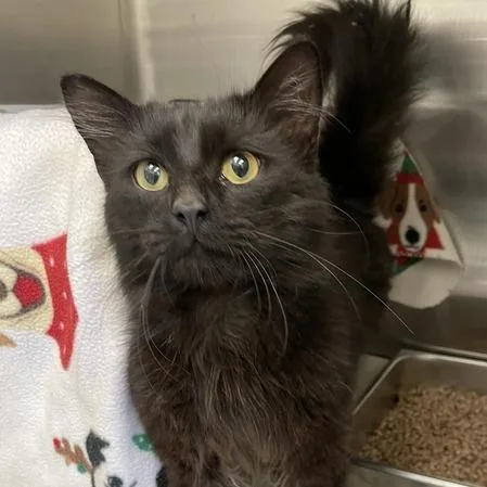 A young medium-sized male Black Domestic Short Hair cat named Dim Sum for adoption in Enfield, NH