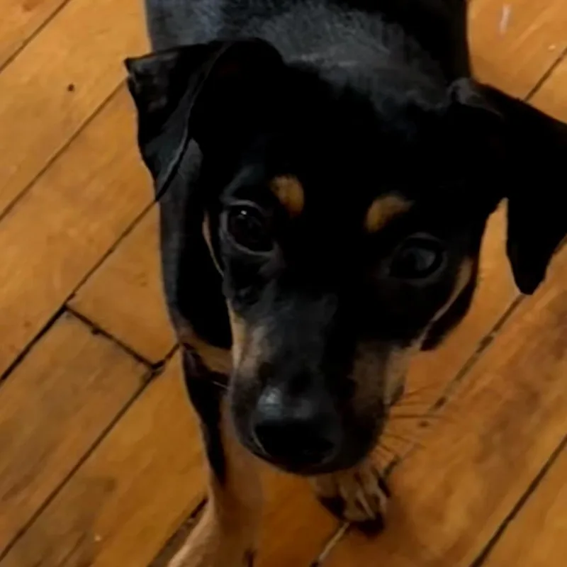 A young small-sized female Black Chihuahua dog named Langley for adoption in Floresville, TX