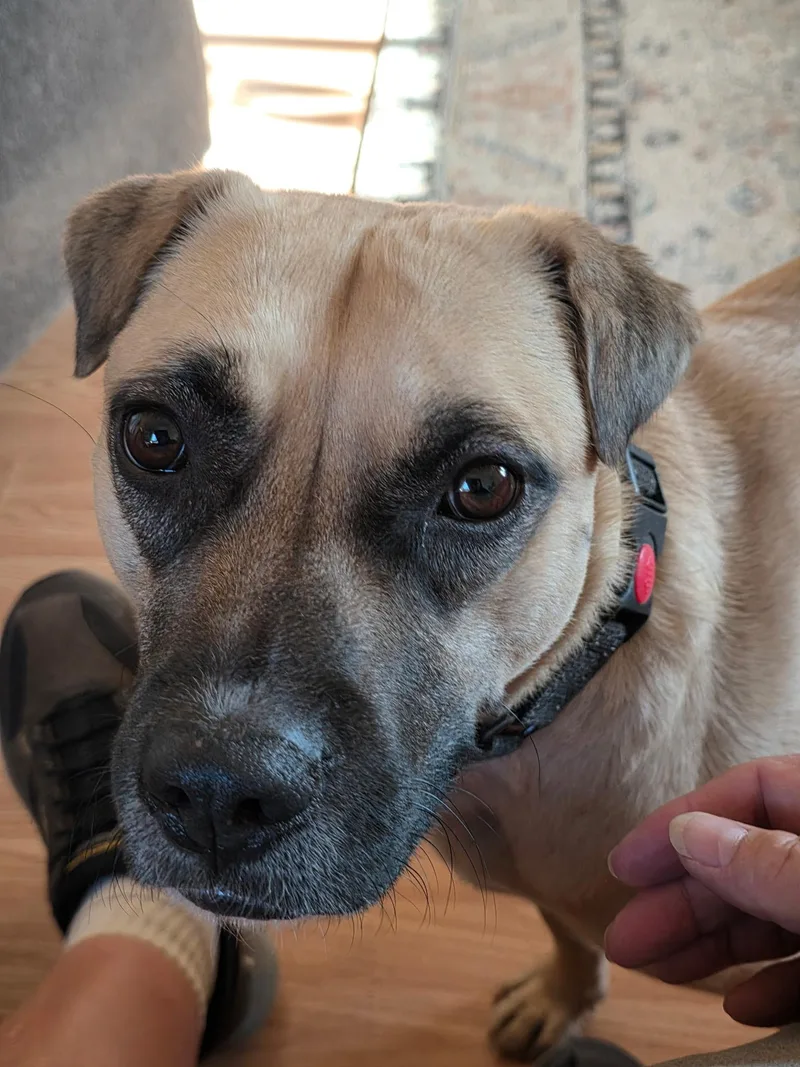 A young medium-sized male Apricot / Beige Mixed Breed dog named Jax for adoption in Clarkdale, AZ