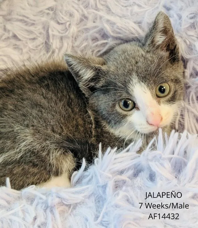 A young medium-sized male Gray / Blue / Silver Domestic Short Hair cat named Jalapeno for adoption in Supply, NC