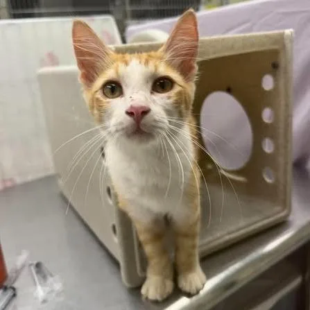 A baby small-sized male Orange / Red Domestic Short Hair cat named Scuba Steve for adoption in Bastrop, TX