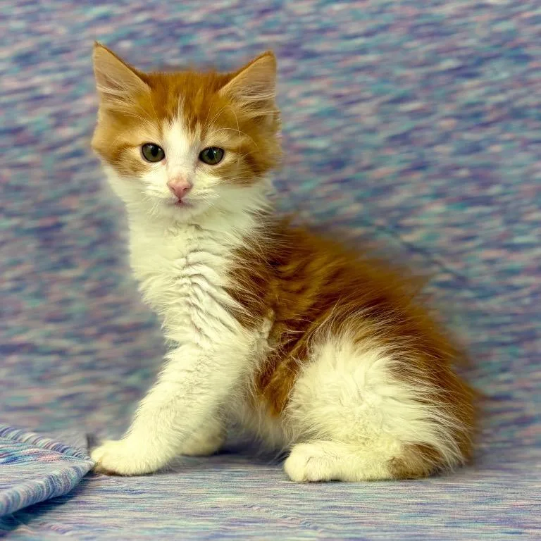 A baby small-sized male Orange / Red Domestic Long Hair cat named Vaughn for adoption in Houston, TX