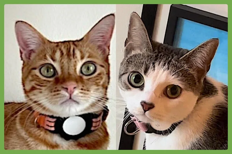 An adult medium-sized female Tabby (Gray / Blue / Silver) Domestic Short Hair cat named Luna And Nabi for adoption in Amherst, MA