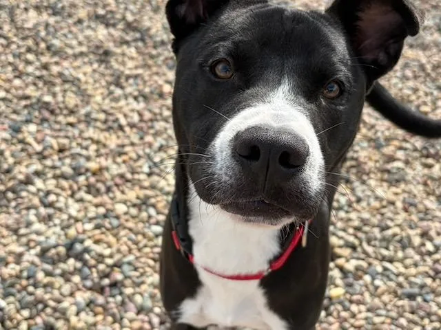 A young medium-sized male Mixed Breed dog named River for adoption in Seward, NE