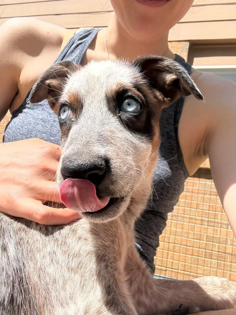 A baby medium-sized male Australian Cattle Dog / Blue Heeler dog named Voorg for adoption in Fort Lupton, CO