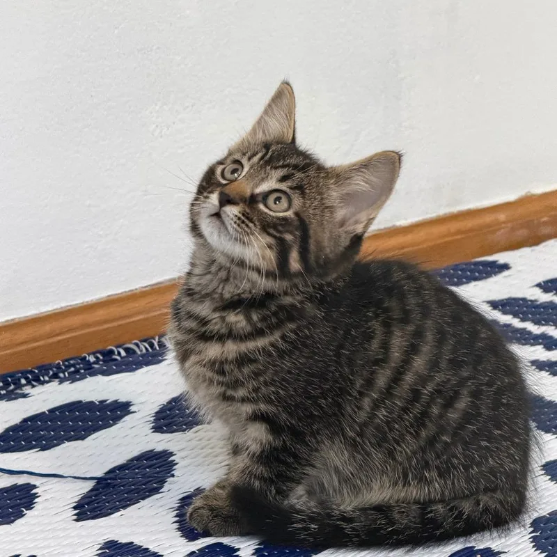 A baby small-sized male Brown / Chocolate Domestic Short Hair cat named Purrince C for adoption in Princeton, MN