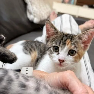 A baby small-sized female Calico Domestic Short Hair cat named Sushi for adoption in Pleasant Hill, CA