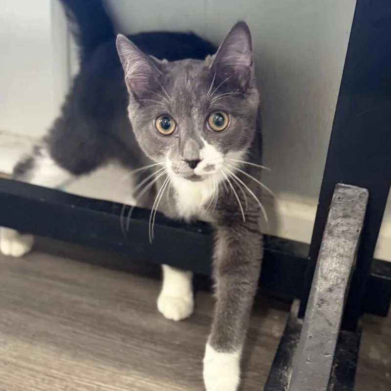 A young medium-sized male Gray / Blue / Silver Domestic Short Hair cat named Old Turtles Never Die for adoption in Fredericksburg, VA