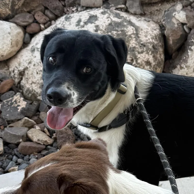 A young large-sized male Black Mixed Breed dog named Grizz for adoption in Cedaredge, CO