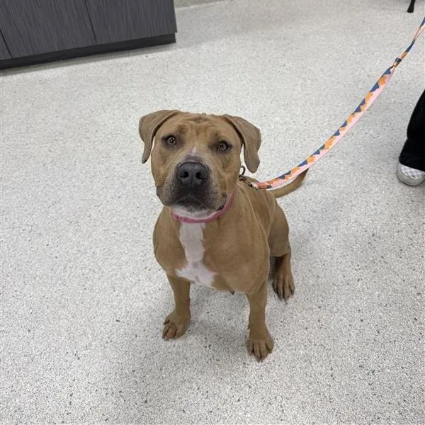 An adult large-sized female Yellow / Tan / Blond / Fawn Mixed Breed dog named Elizabeth for adoption in Jacksonville, FL