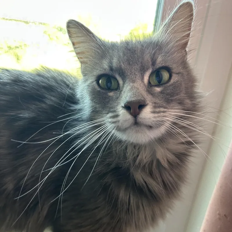 A young small-sized female Gray / Blue / Silver Domestic Medium Hair cat named Poet for adoption in Costa Mesa, CA