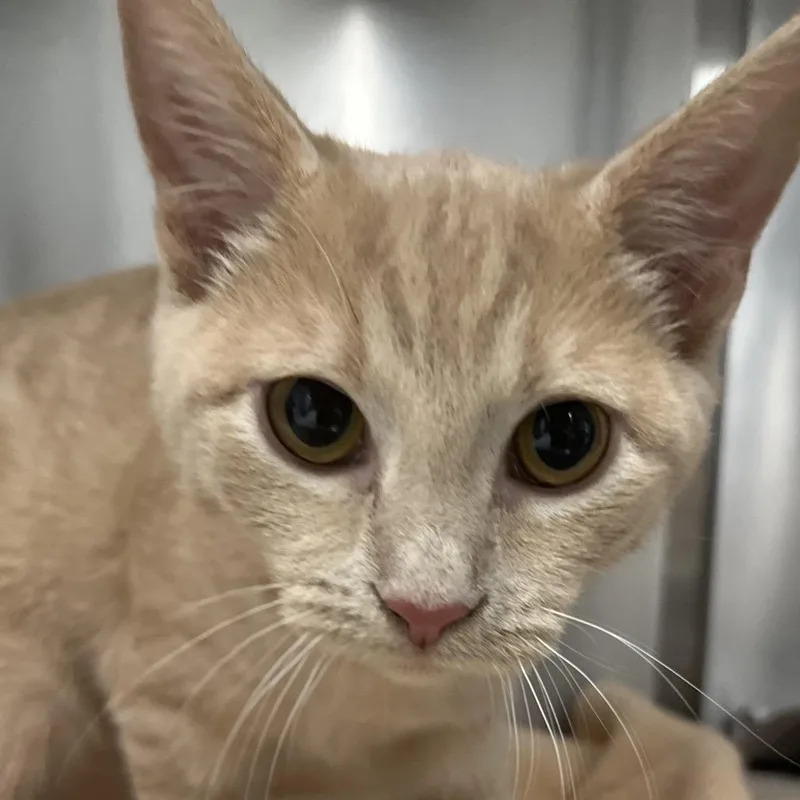 A baby small-sized male Domestic Short Hair cat named Blaze for adoption in Marshall, VA