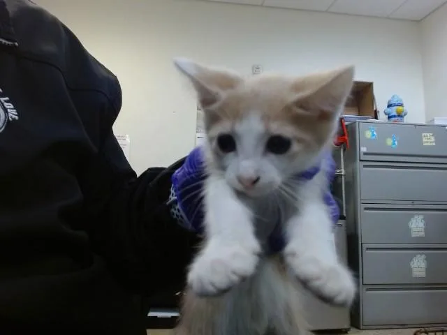 A baby small-sized female Domestic Short Hair cat named Unicorn for adoption in Miami, FL
