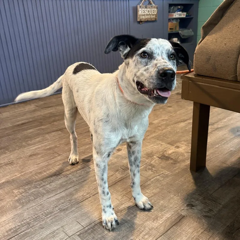 A young medium-sized male White / Cream English Pointer dog named Joker for adoption in Jefferson city, TN
