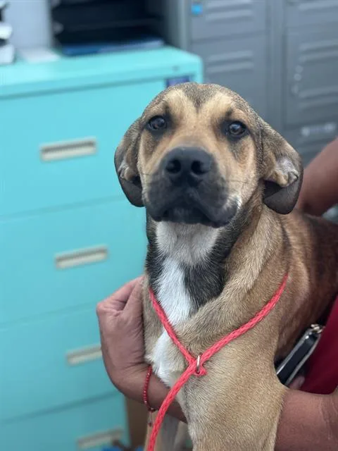 A baby large-sized male Mixed Breed dog named Hercules for adoption in Dallas, TX
