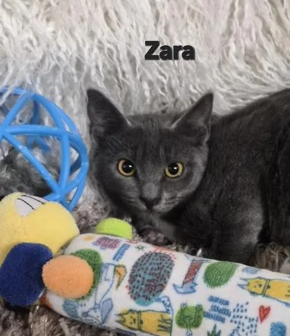 A baby small-sized female Domestic Medium Hair cat named Zara for adoption in Conway, SC