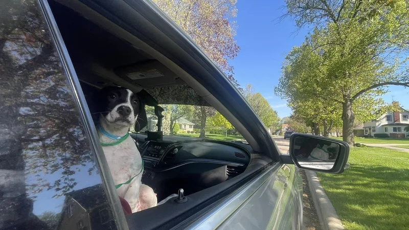 Pickles thumbnail 2
